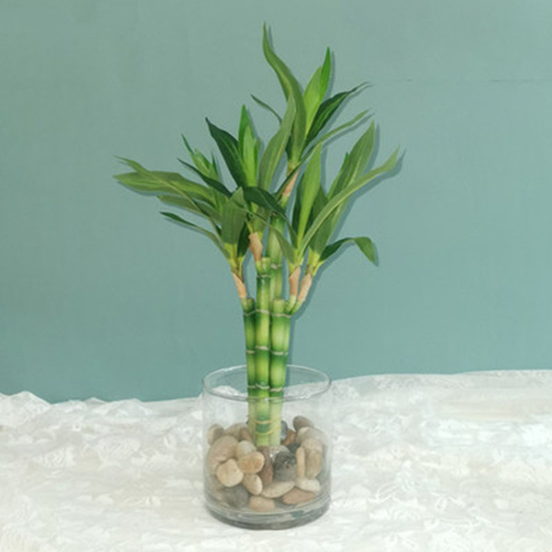 新しい40cm人工ラッキーバンブー多肉植物フェイクプラントフ - Echeveria Succulent のレビューと価格