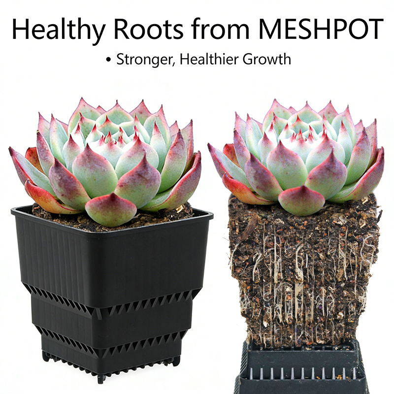 MESHPOT 多肉植物とサボテン用6個セットの正方形鉢 – - Echeveria Succulent のレビューと価格